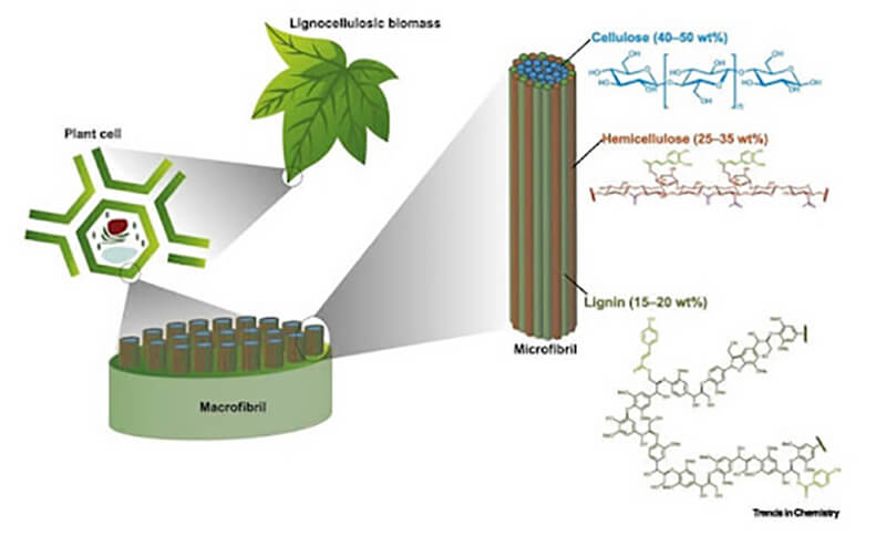 lignin có vai trò quan trọng với cây trồng